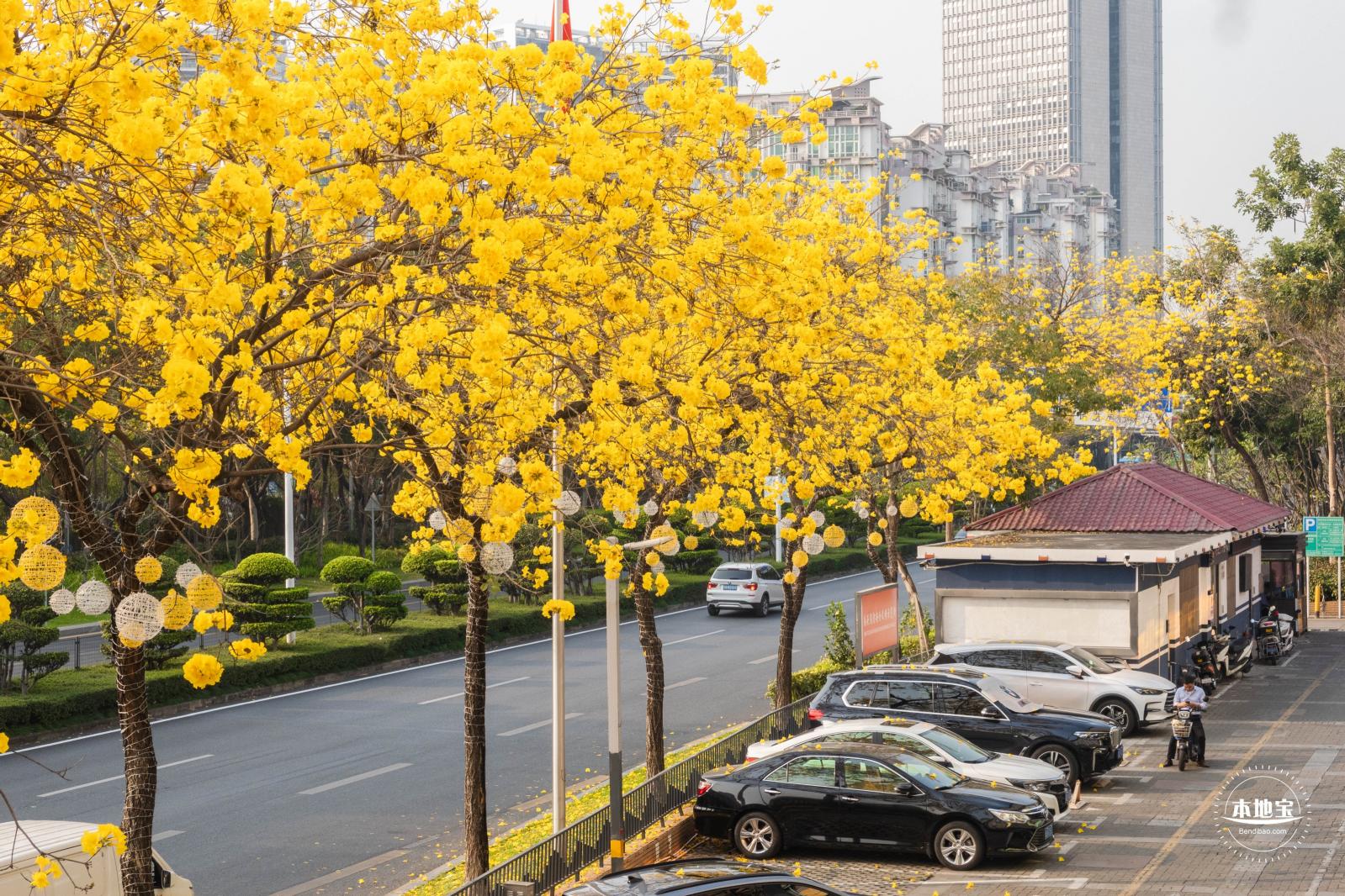 黄花风铃林