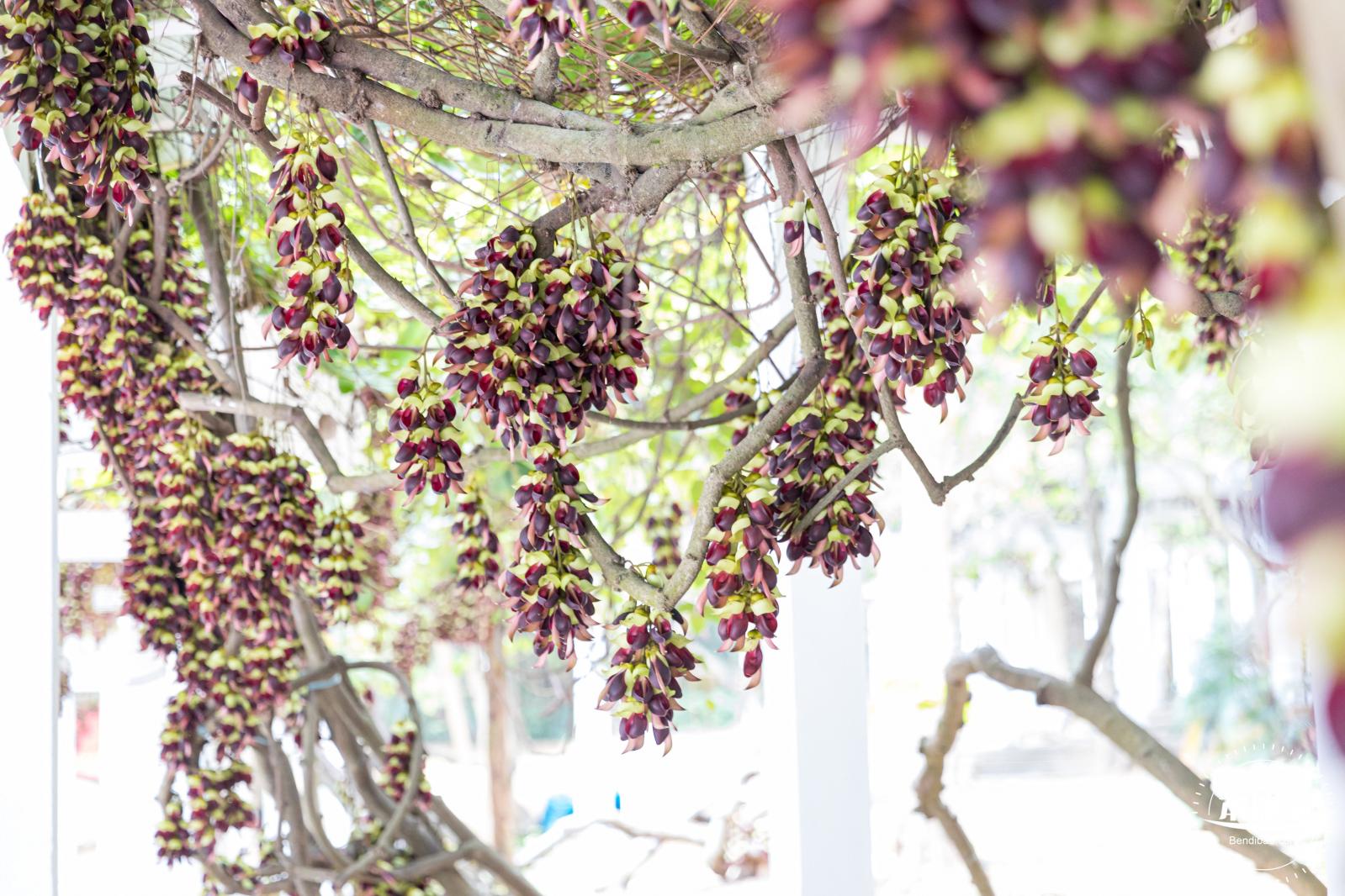东湖公园禾雀花