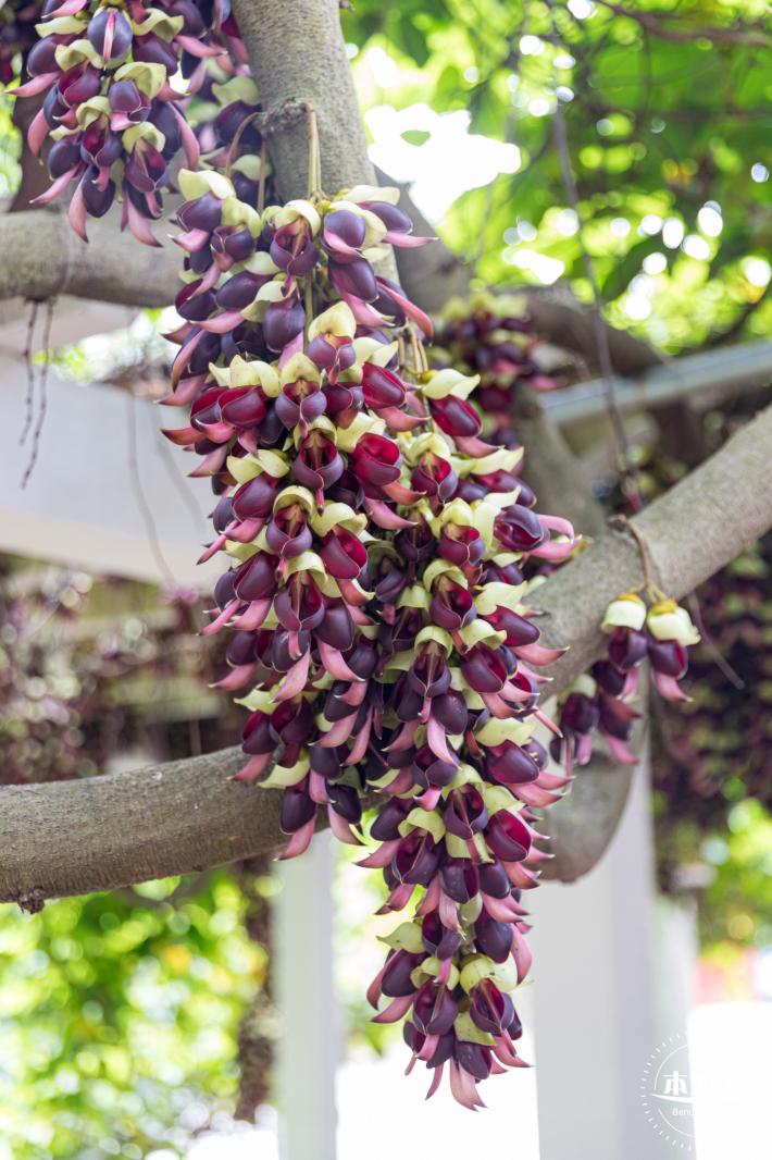 东湖公园禾雀花