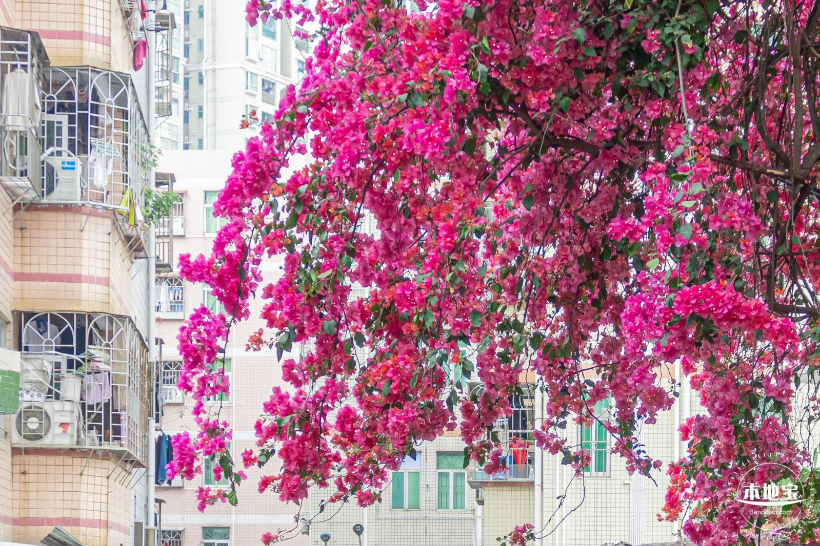 莲塘村簕杜鹃