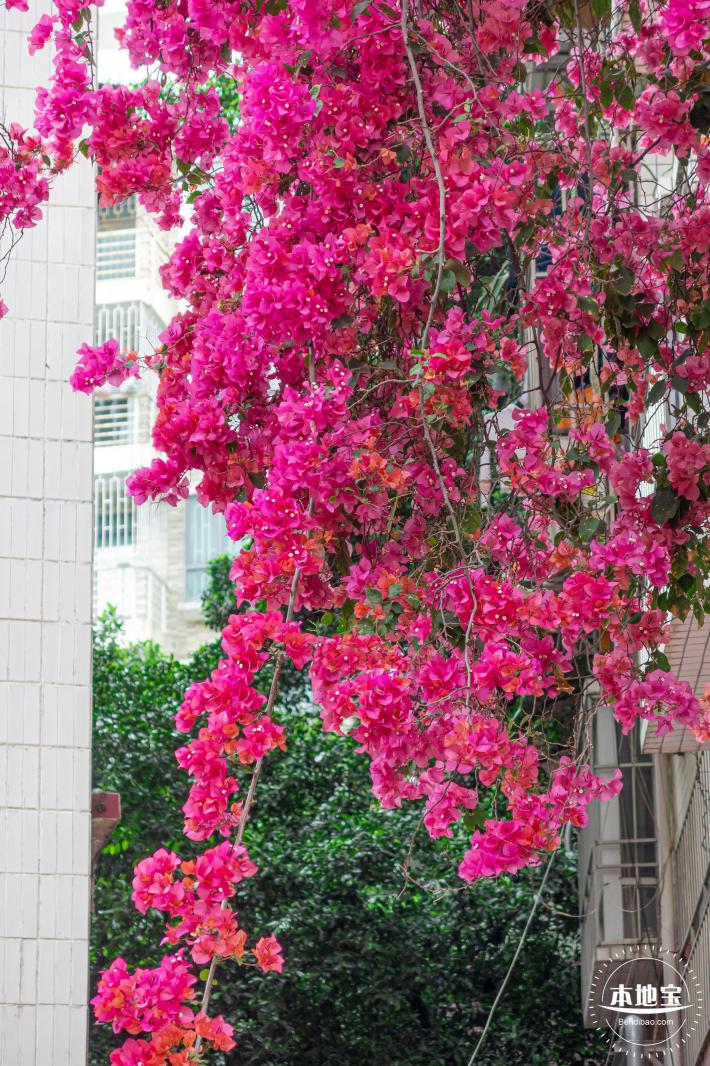 莲塘村簕杜鹃
