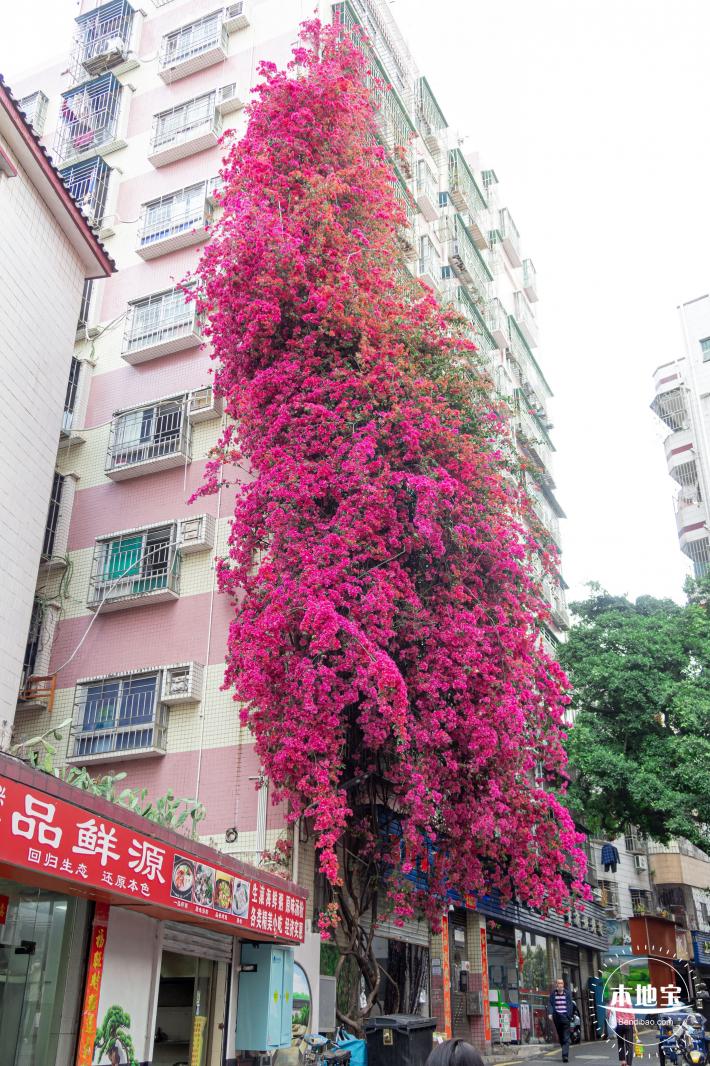莲塘村簕杜鹃