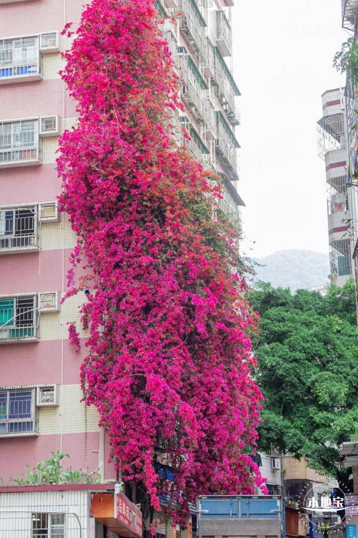 莲塘村簕杜鹃