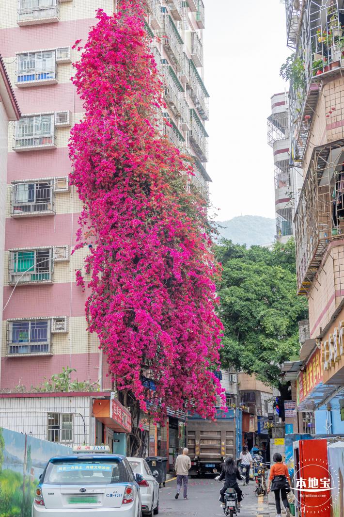 莲塘村簕杜鹃