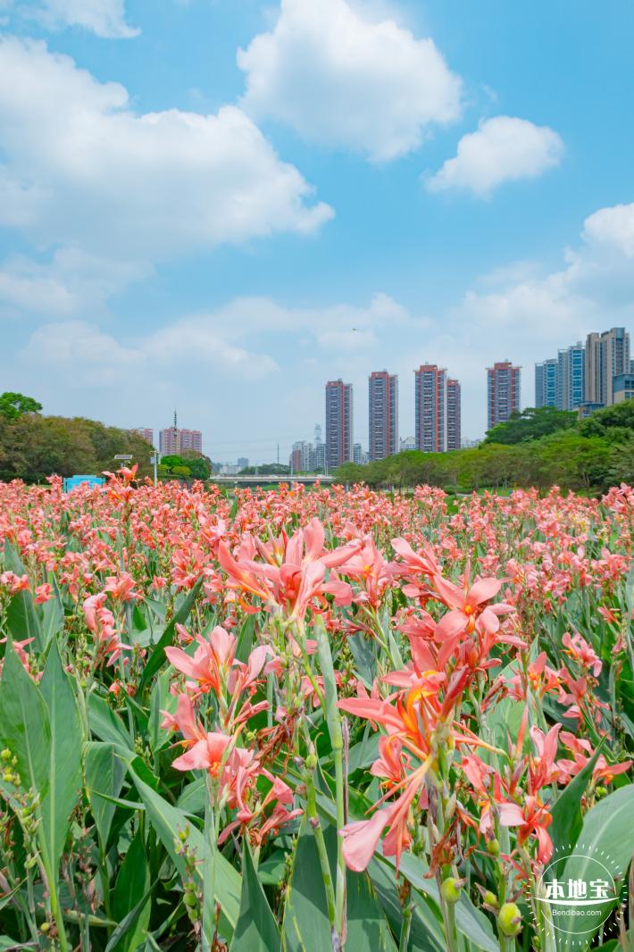 观澜河湿地美人蕉