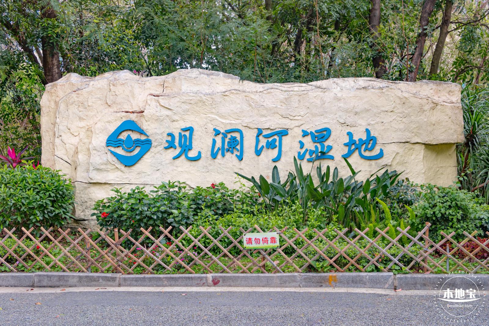 观澜河湿地美人蕉