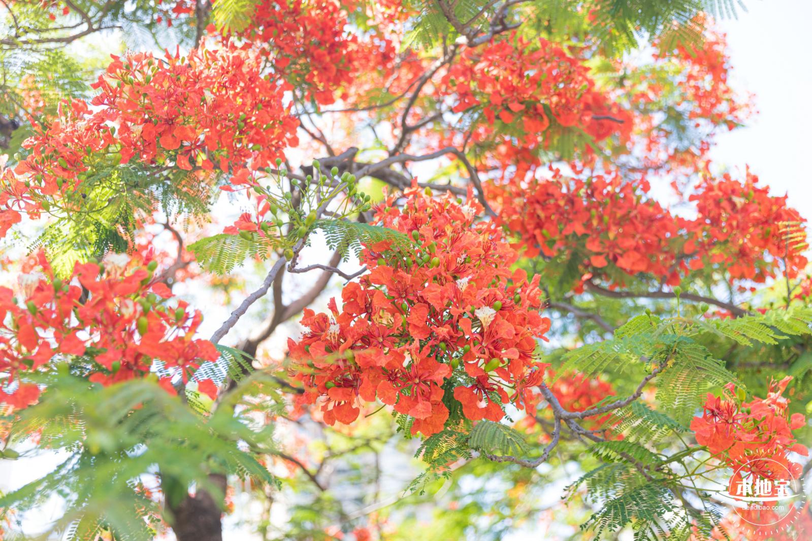 华侨城凤凰花