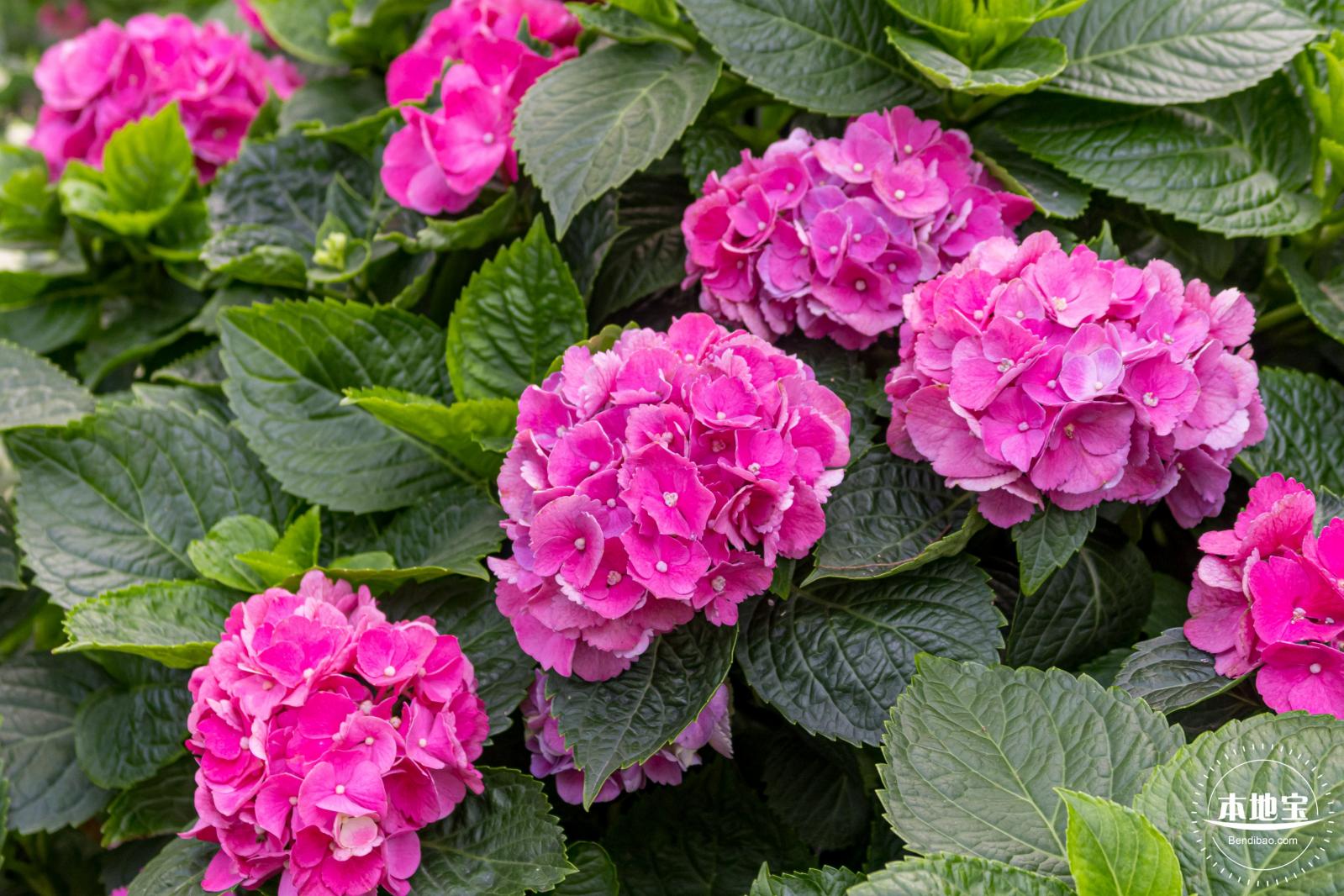 南山花卉世界