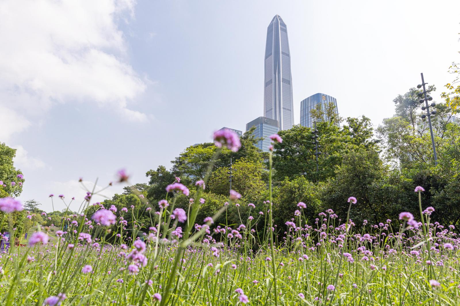 市民中心马鞭草
