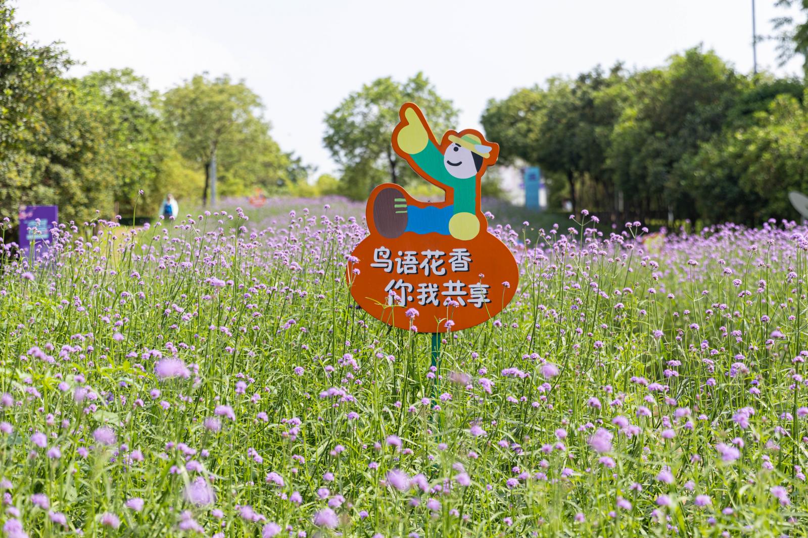 市民中心马鞭草