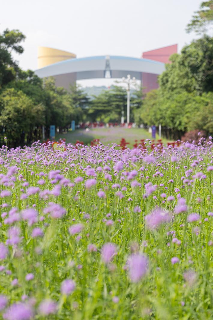 市民中心马鞭草