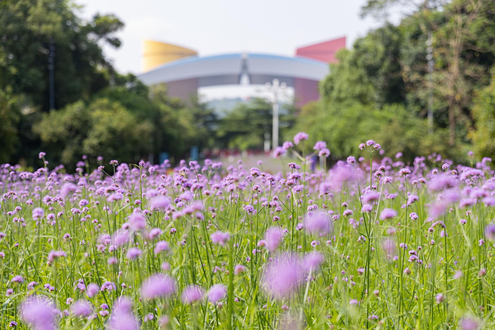 市民中心马鞭草