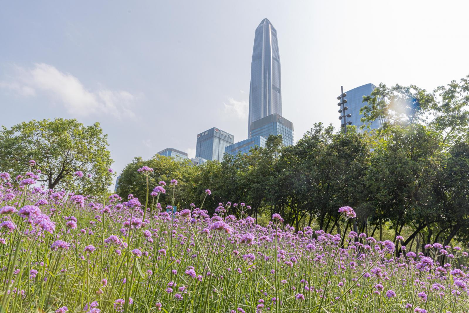市民中心马鞭草