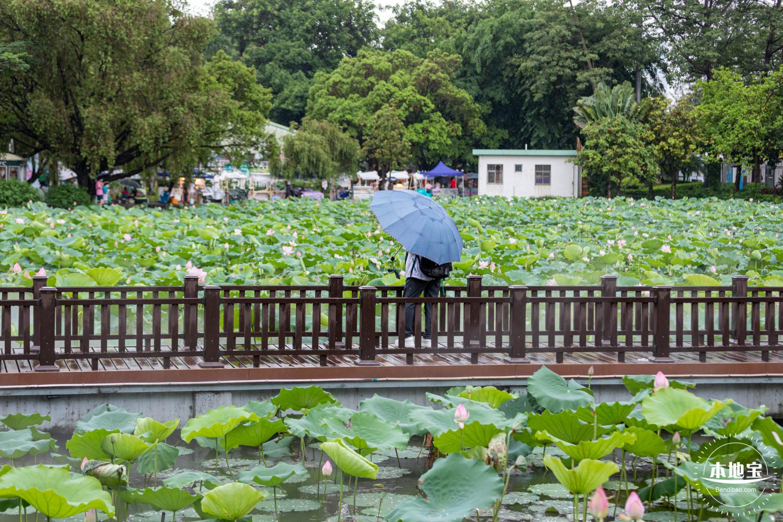 洪湖公园荷花