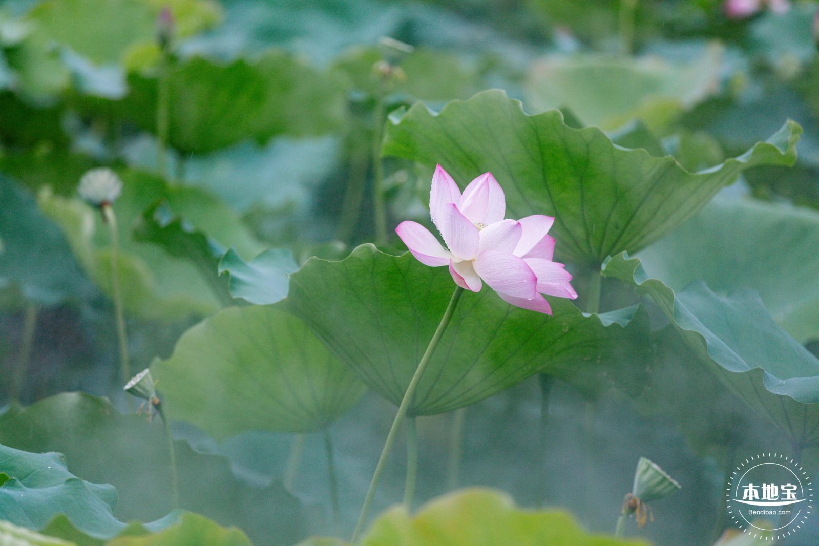 洪湖公园荷花