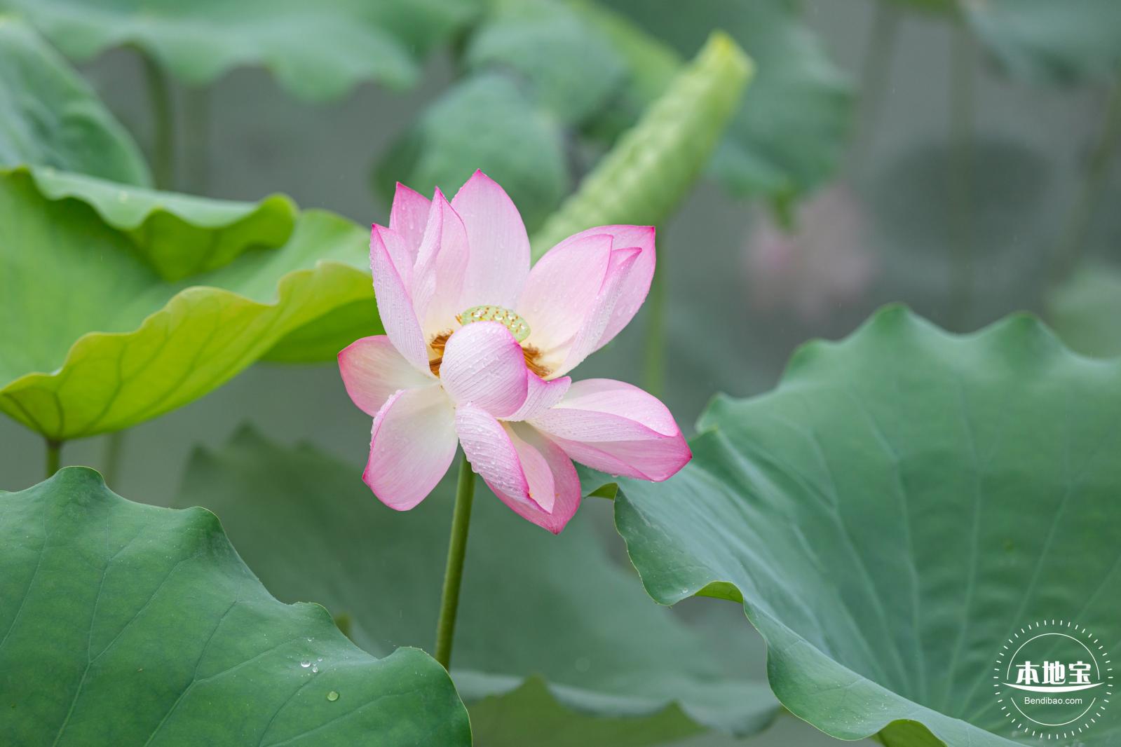 洪湖公园荷花