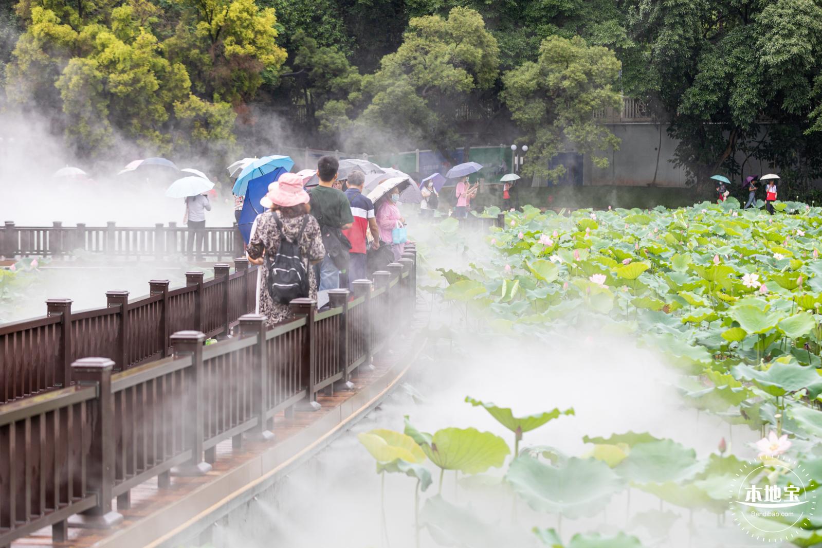 洪湖公园荷花