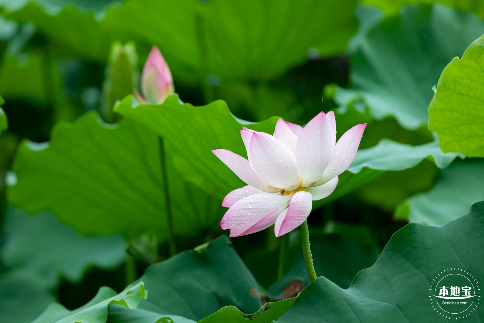 洪湖公园荷花