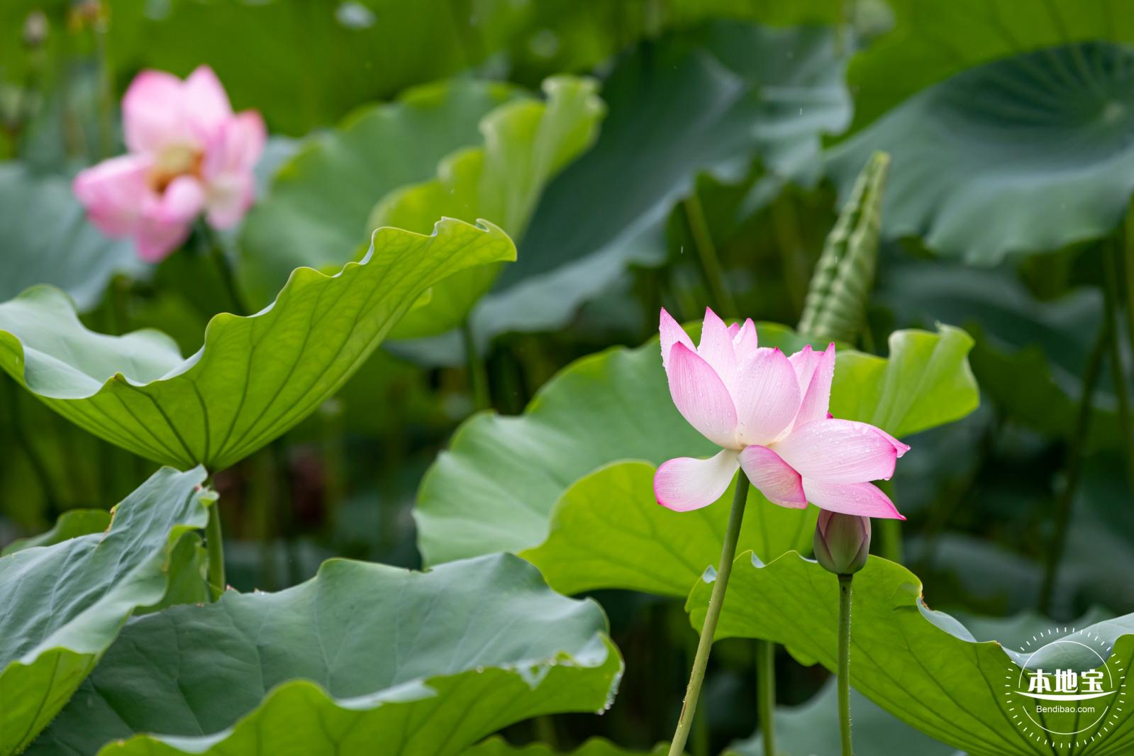 洪湖公园荷花