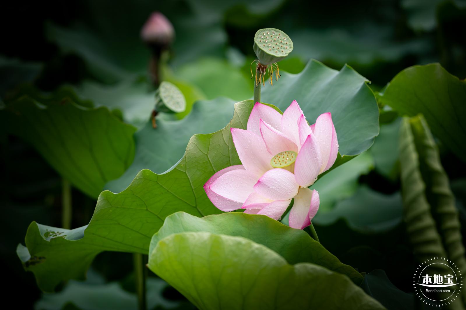 洪湖公园荷花