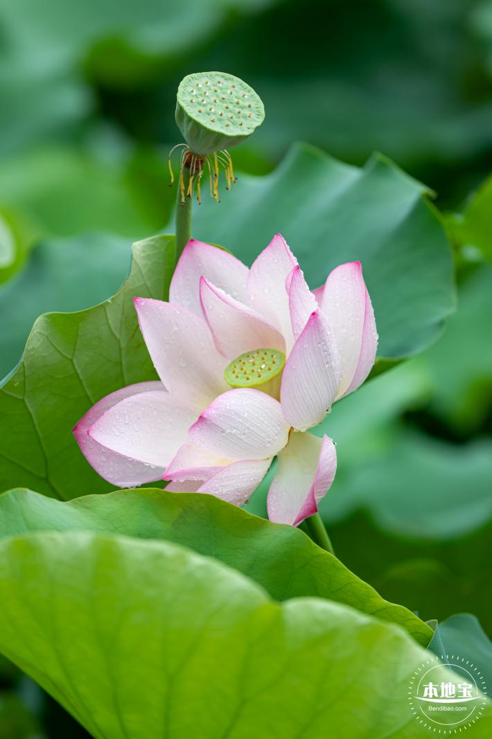 洪湖公园荷花