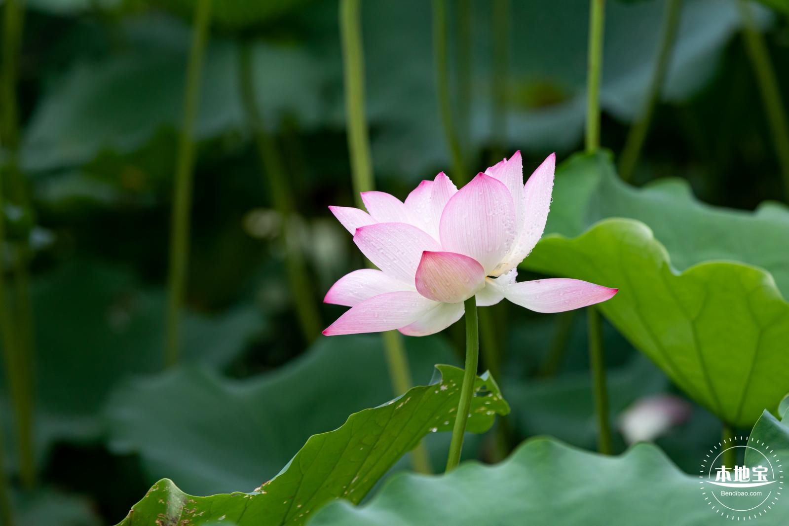 洪湖公园荷花
