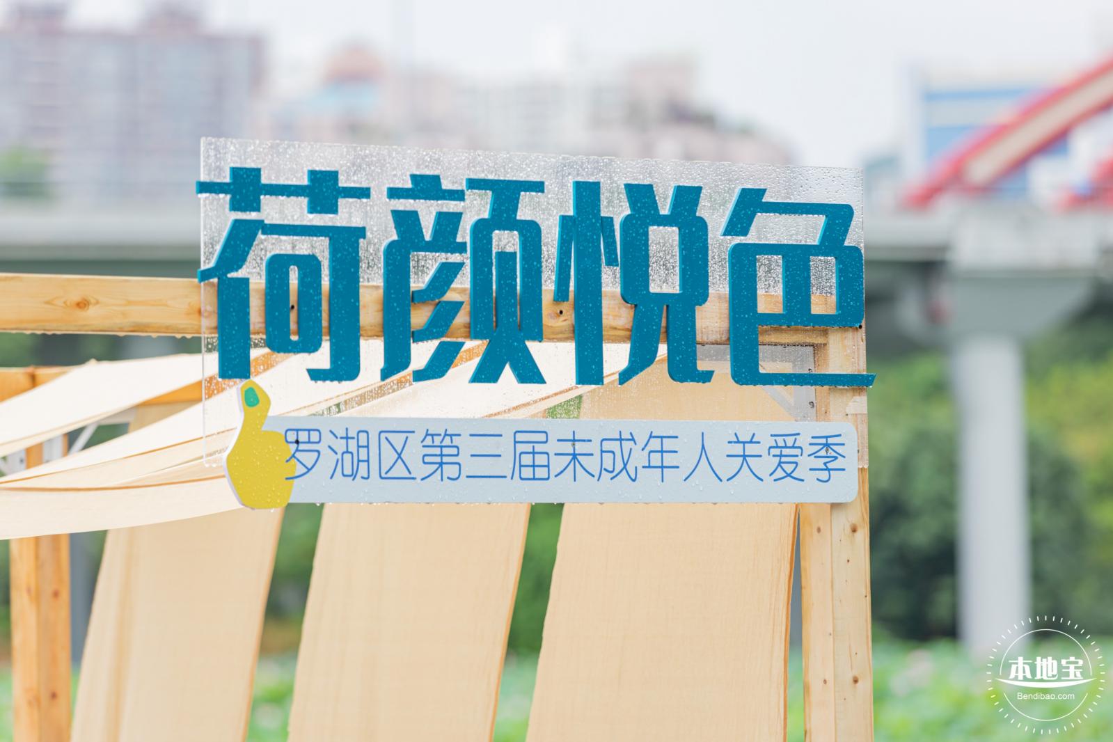 洪湖公园荷花