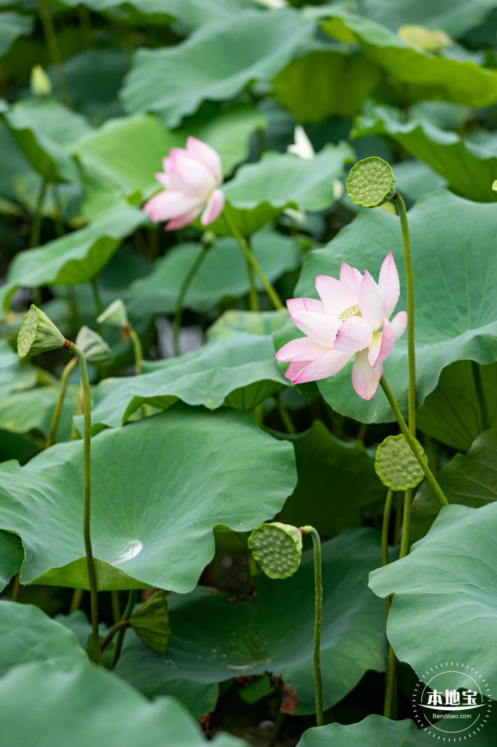 洪湖公园荷花
