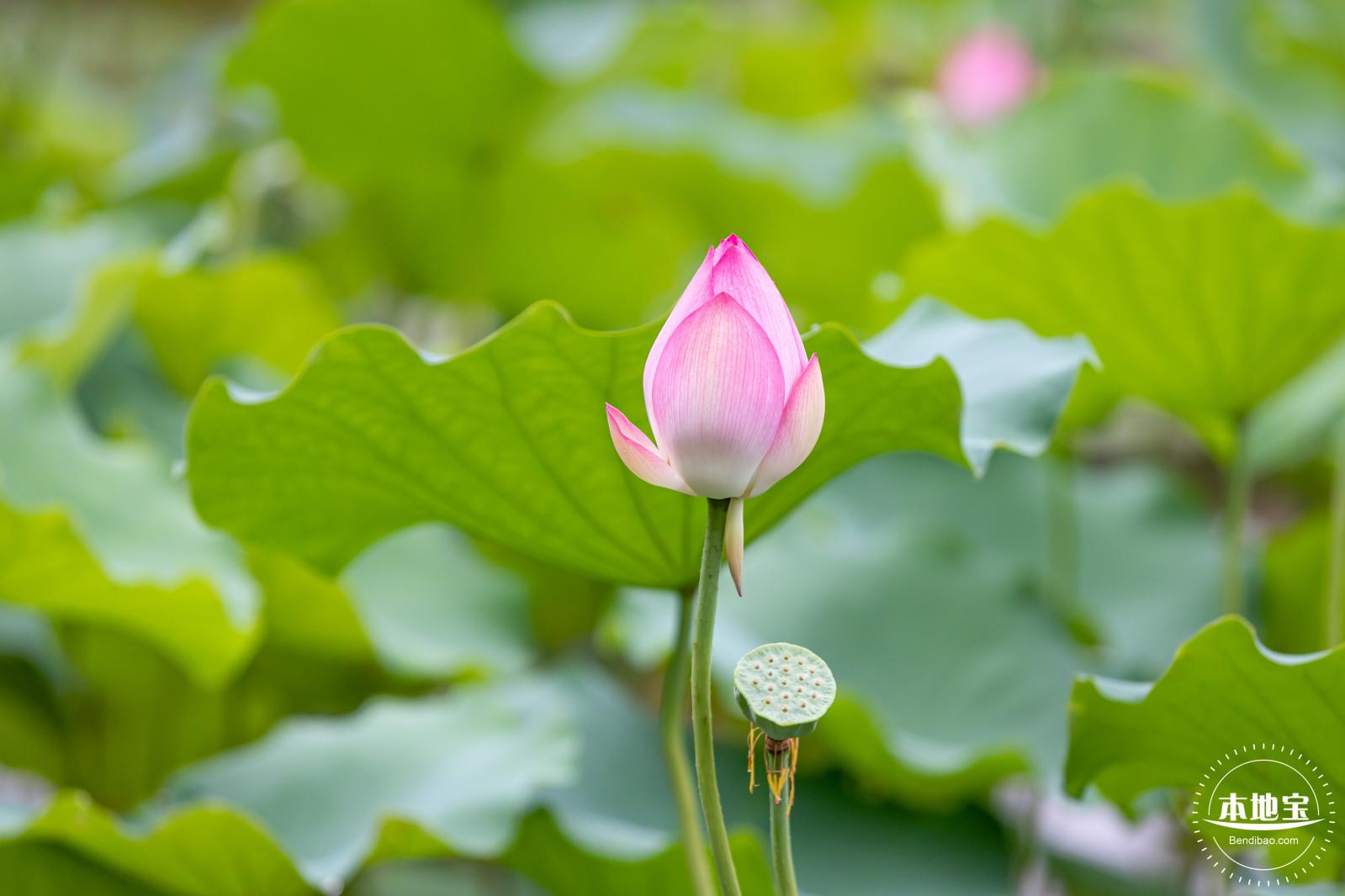 洪湖公园荷花