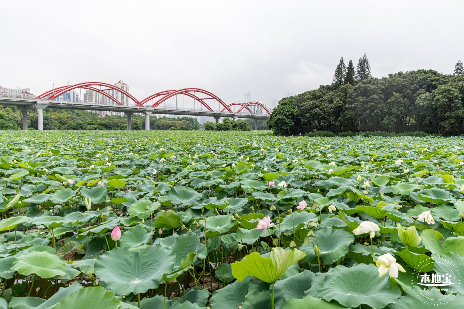 洪湖公园荷花