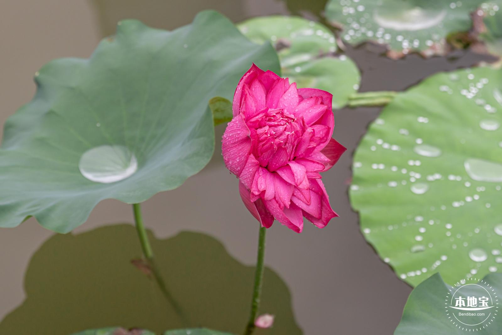 洪湖公园荷花