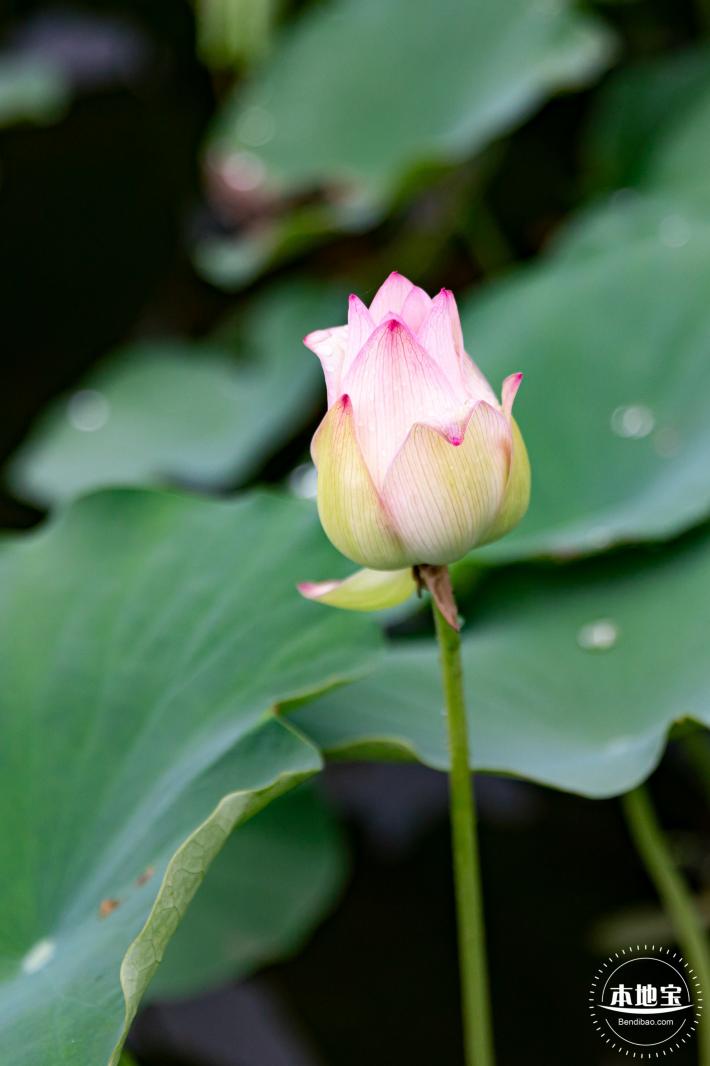 洪湖公园荷花