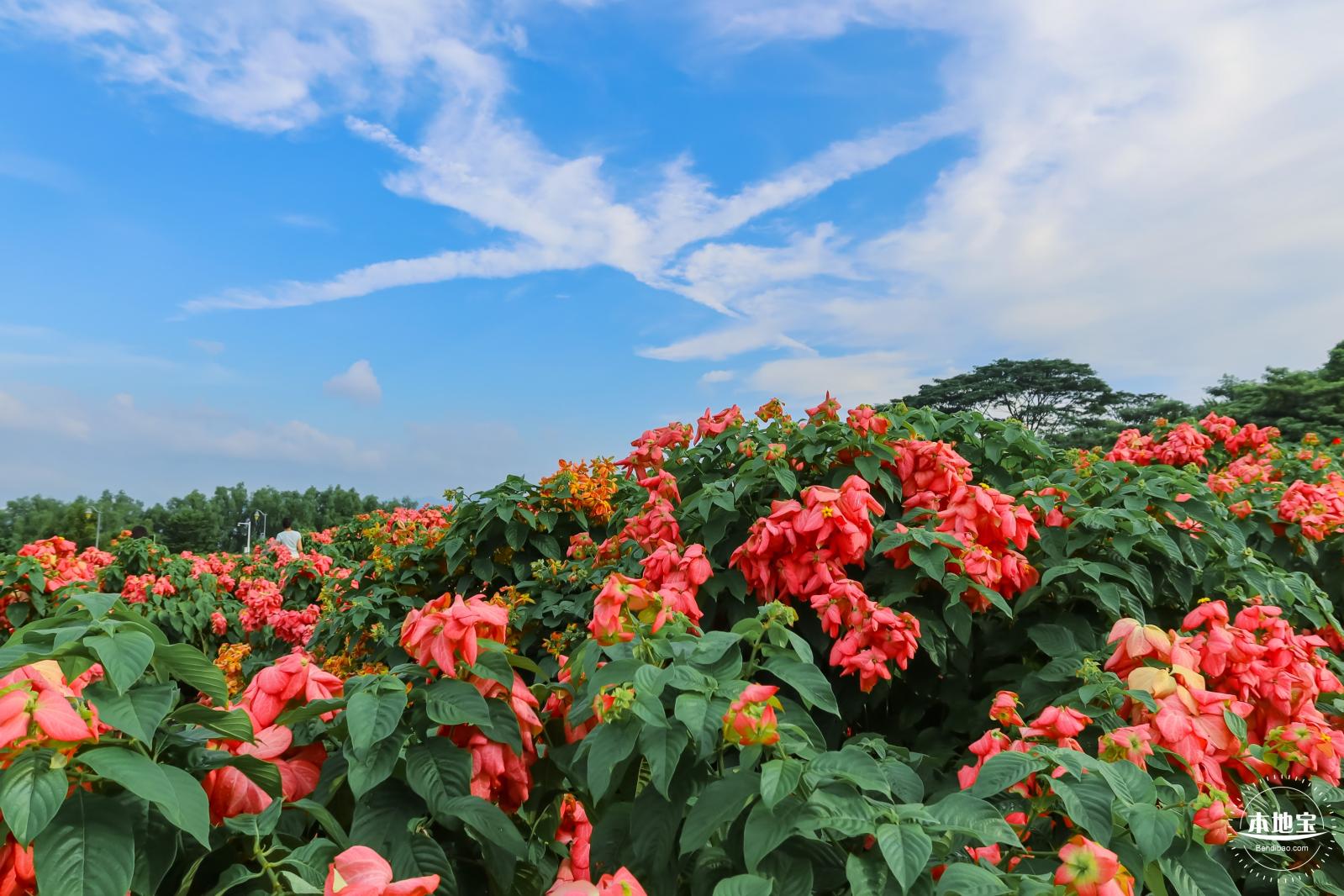 2023流花山花海