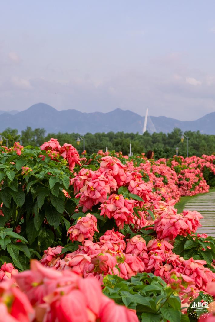2023流花山花海