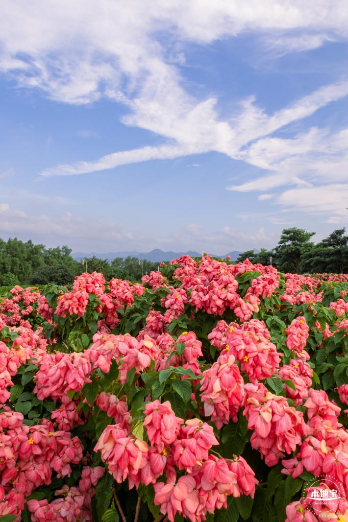 2023流花山花海
