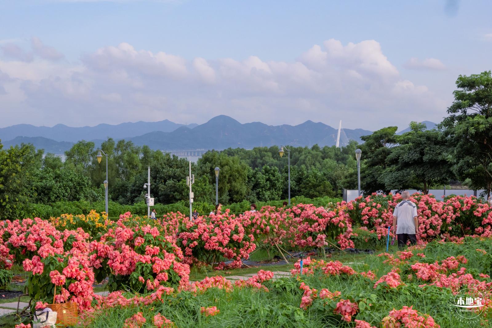 2023流花山花海