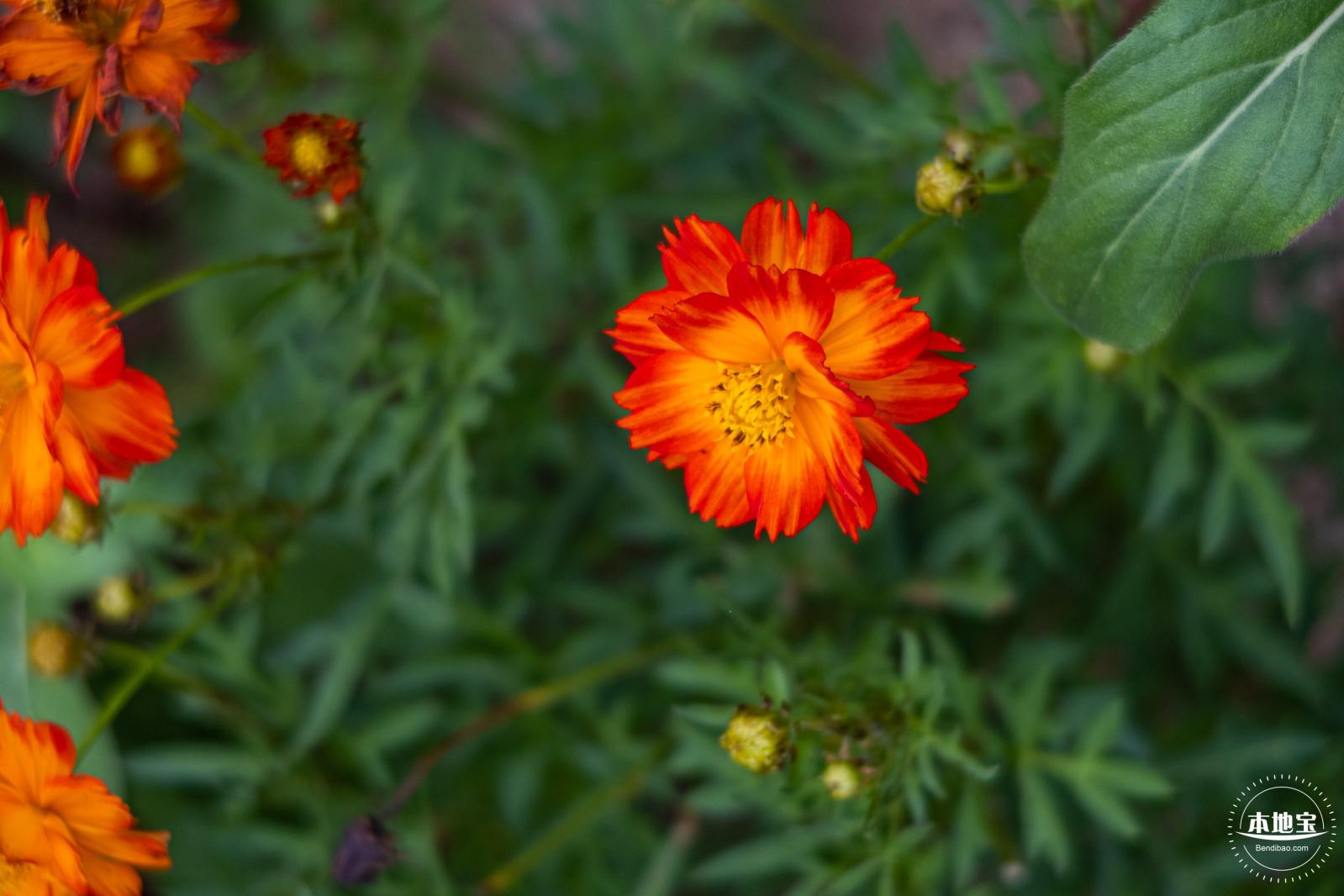 硫华菊花海