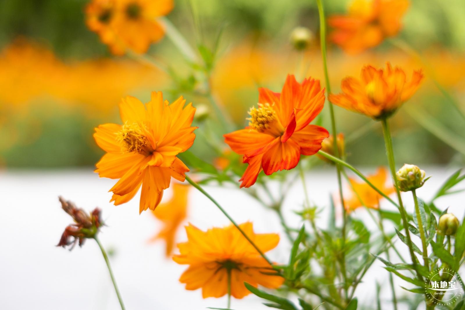 硫华菊花海