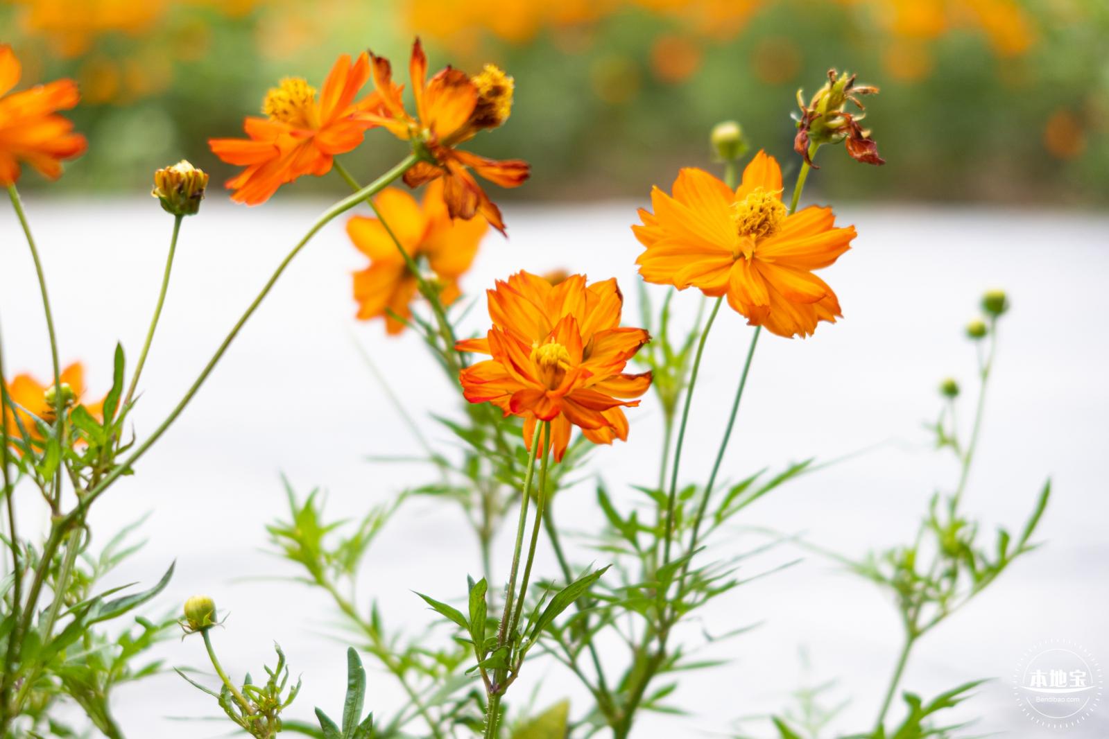 硫华菊花海