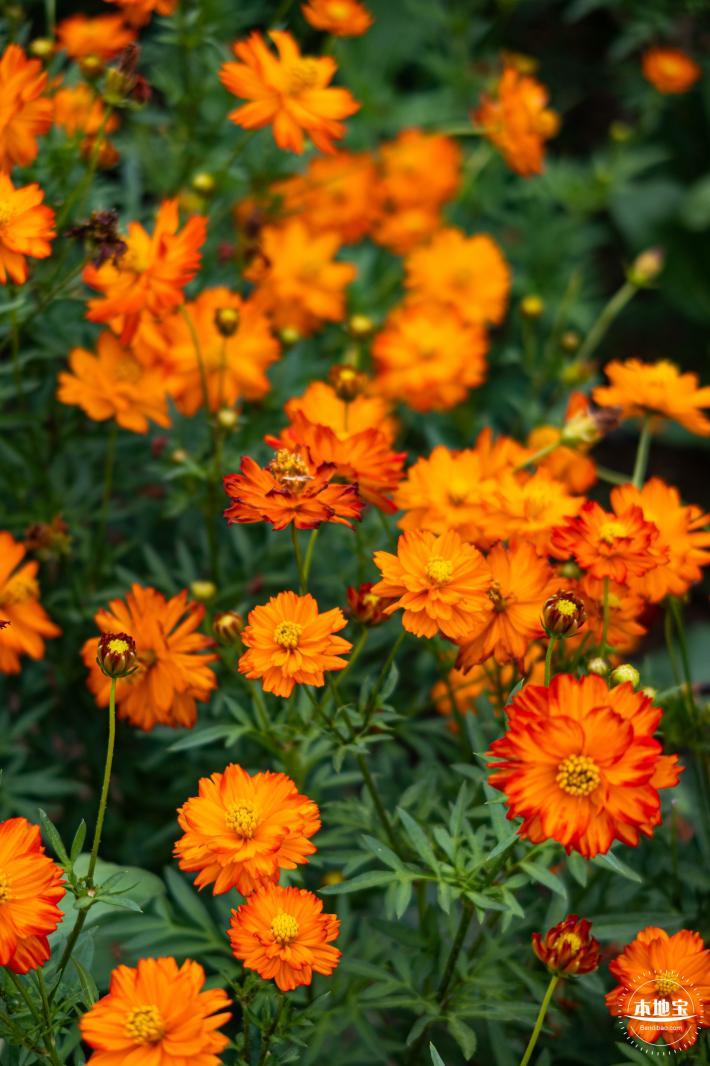 硫华菊花海