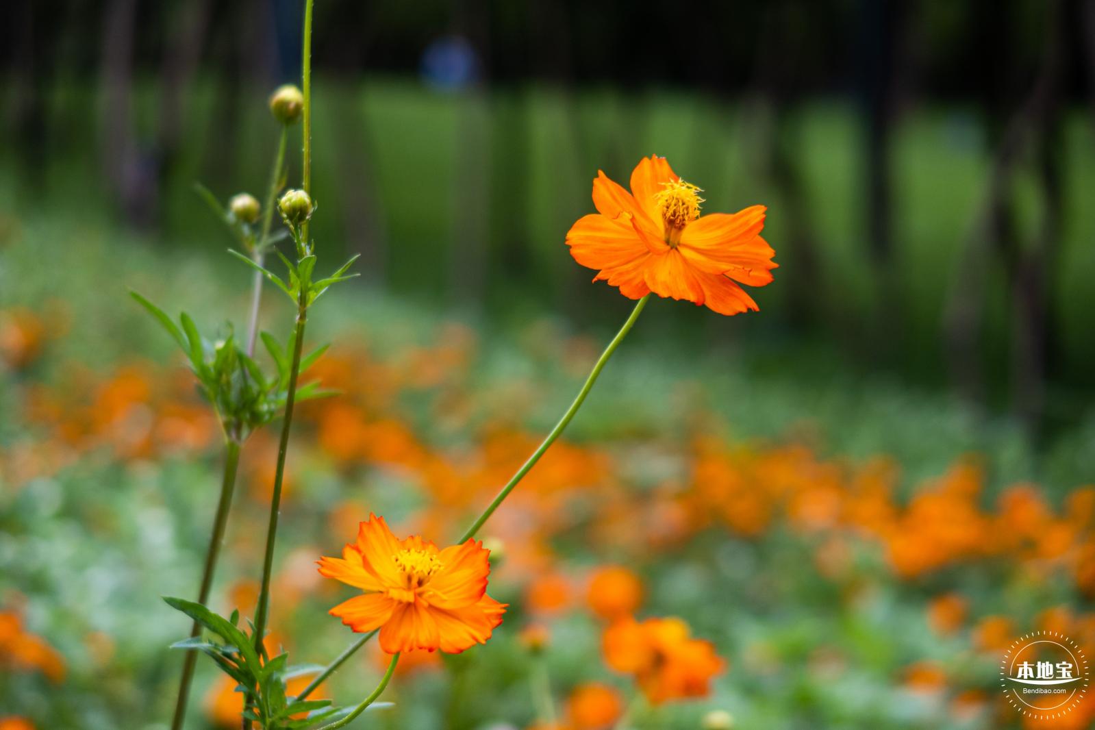 硫华菊花海