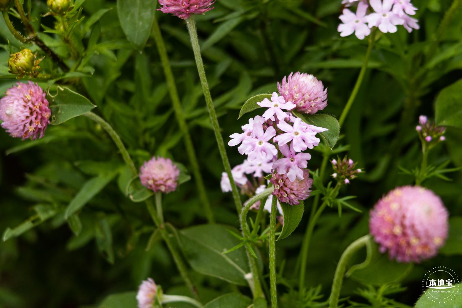 硫华菊花海