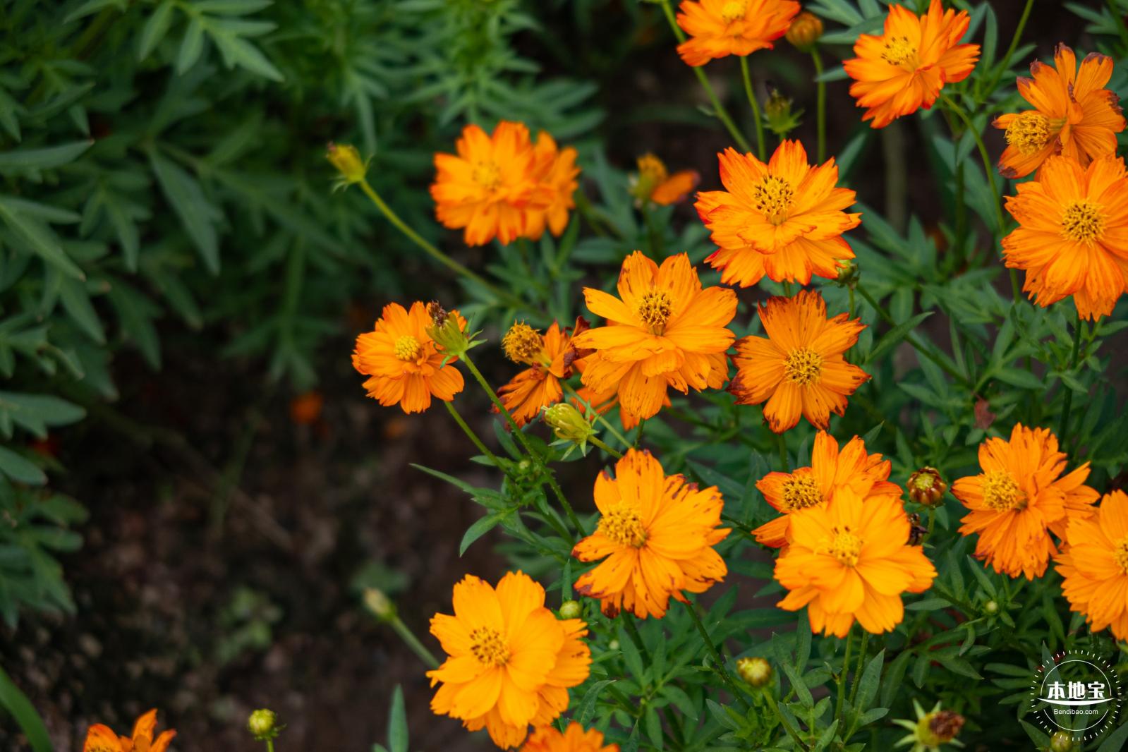 硫华菊花海