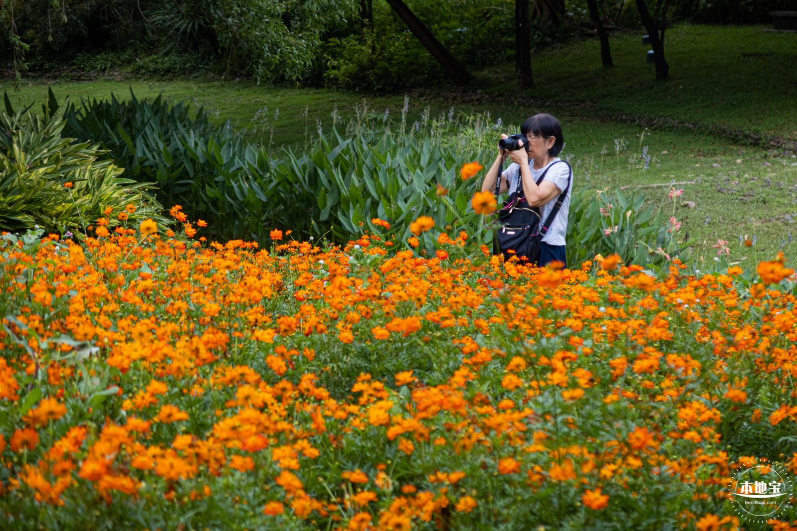 硫华菊花海