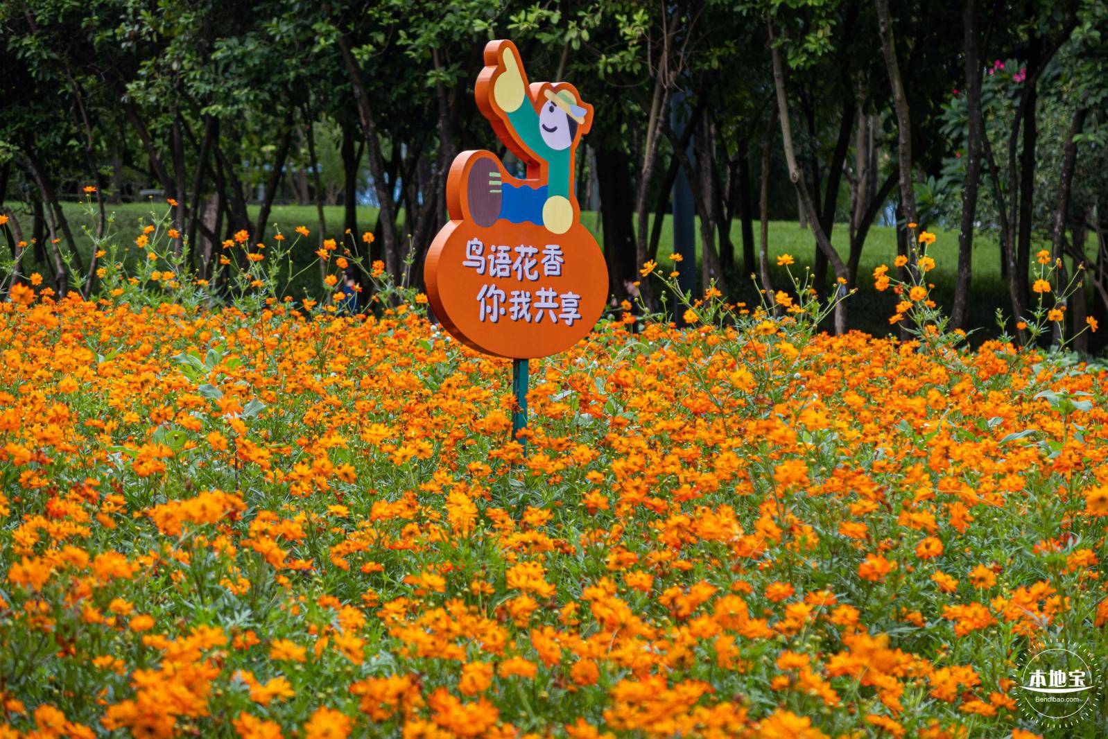 硫华菊花海
