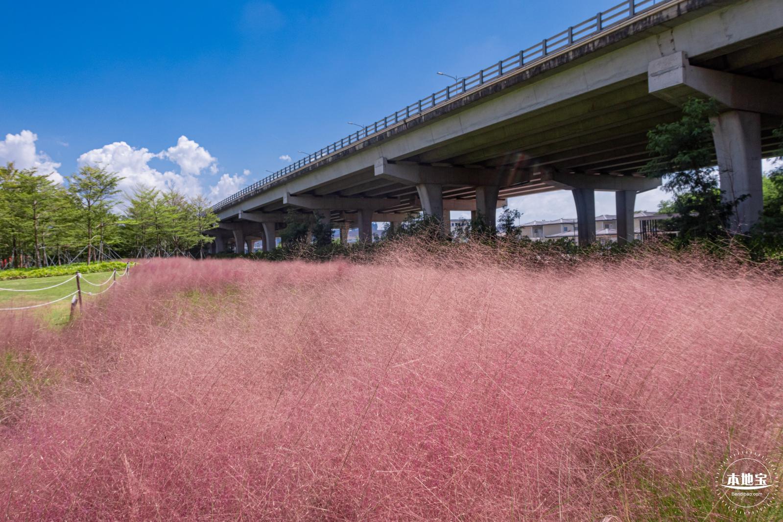 欢乐港湾粉色花海