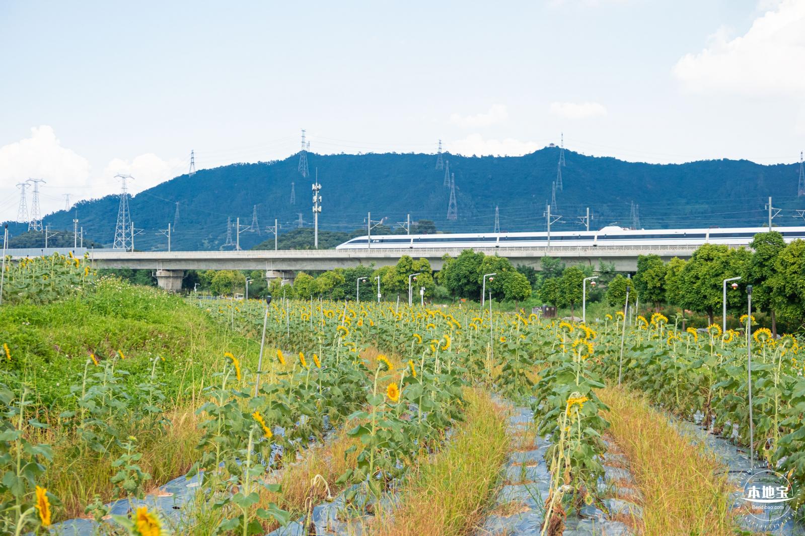 欢乐田园向日葵花海