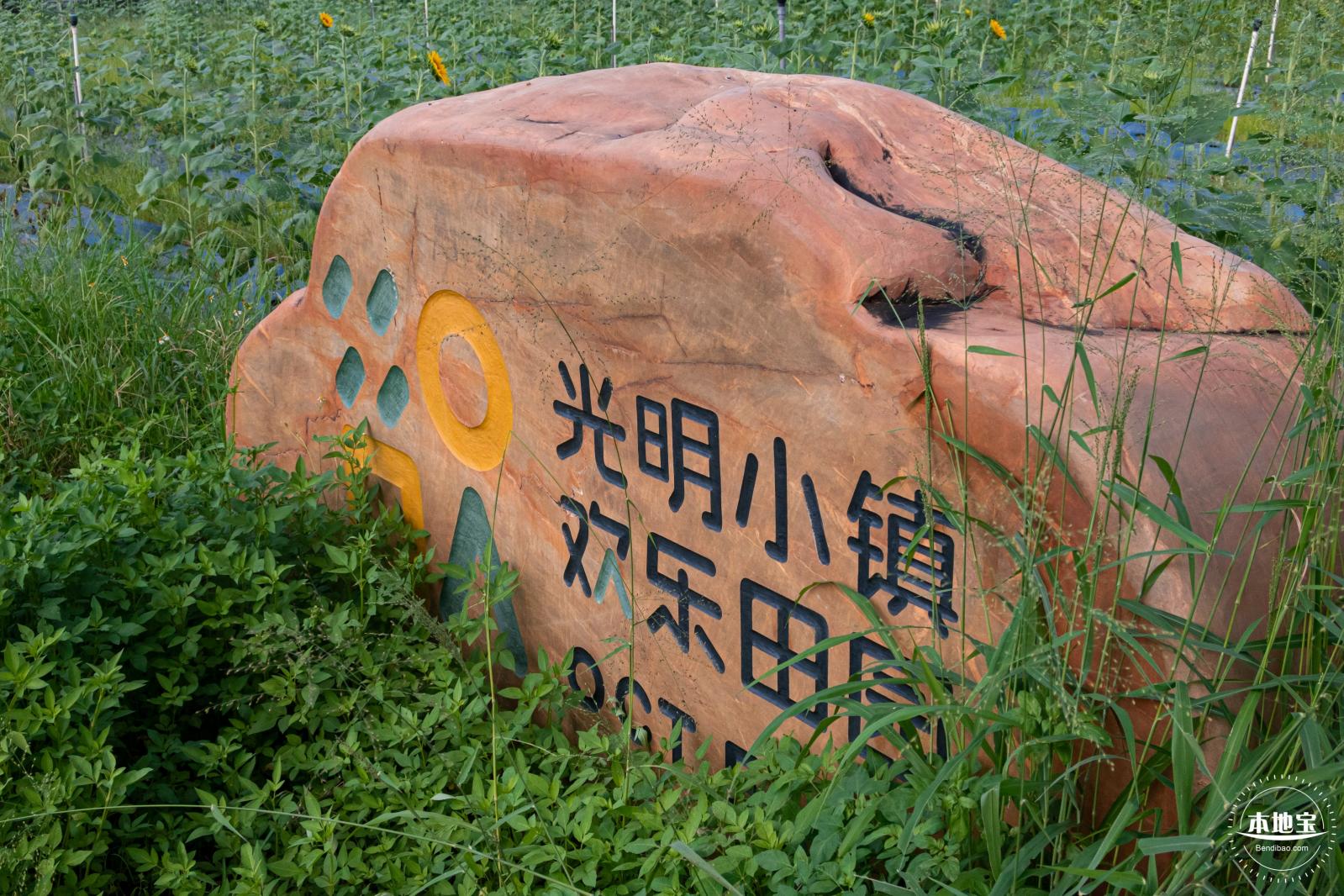 欢乐田园向日葵花海