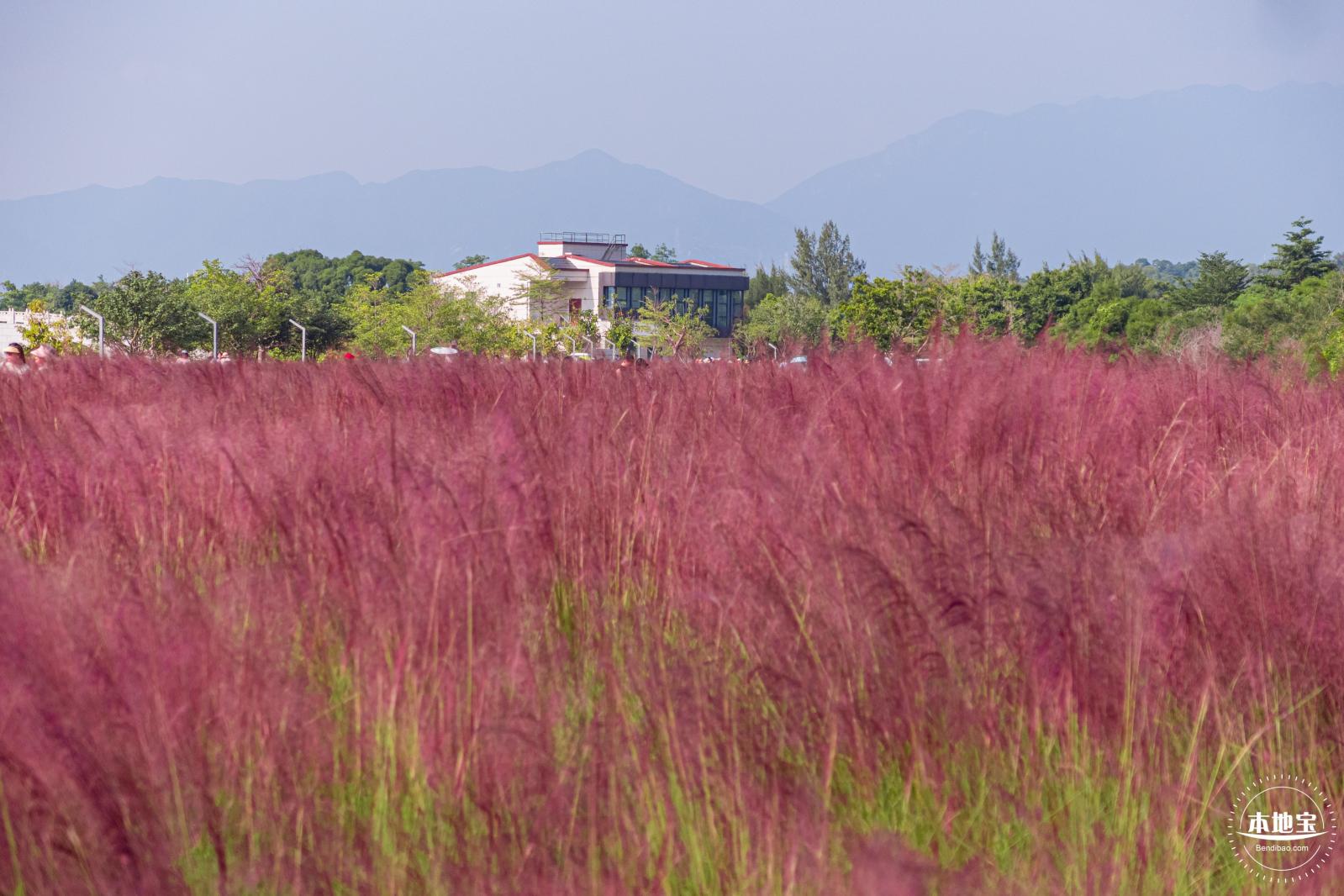 大鹏粉黛花海
