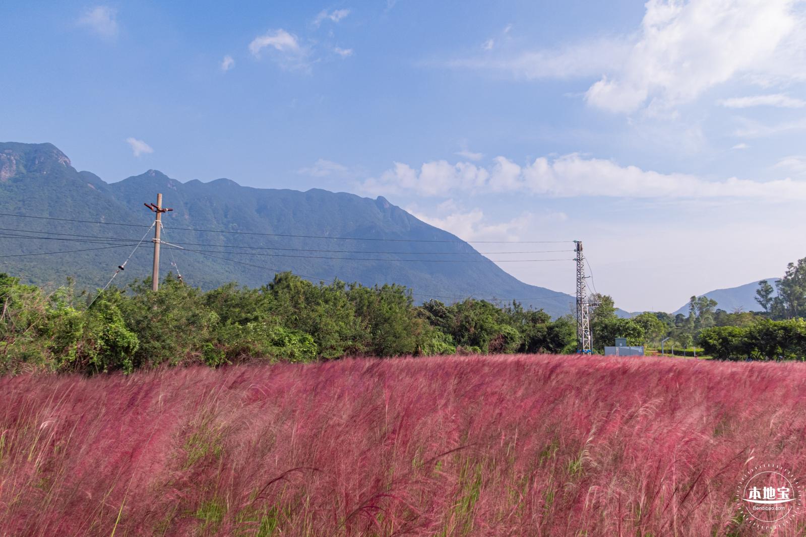 大鹏粉黛花海